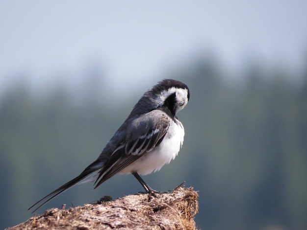 Bird in a picturesque place