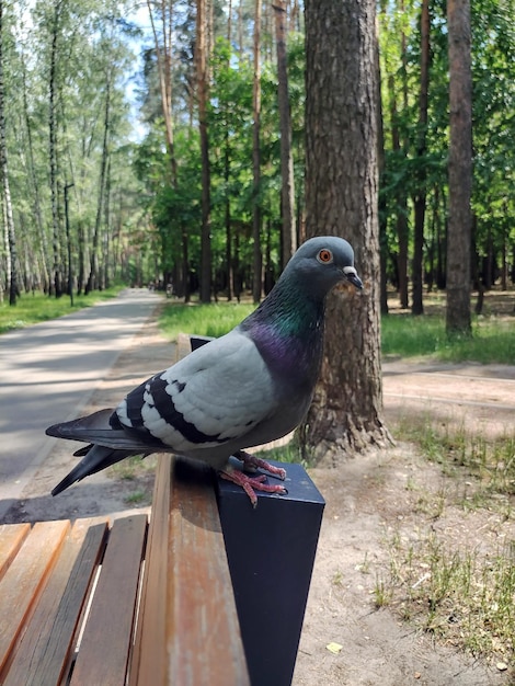 Bird pigeon closeup sitting on a wooden bench made of planks