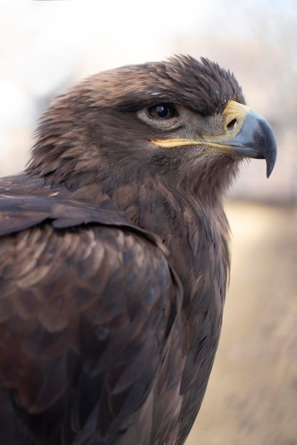 Bird portrait. Eagle on a blurred background.