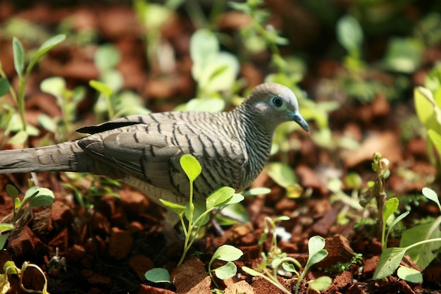 Bird portrait in the park garden outdoor close up