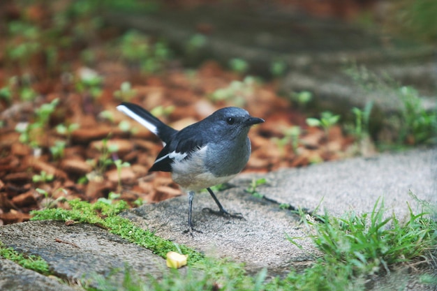 Bird portrait in the park garden outdoor close up