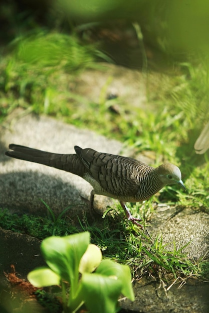 Bird portrait in the park garden outdoor close up