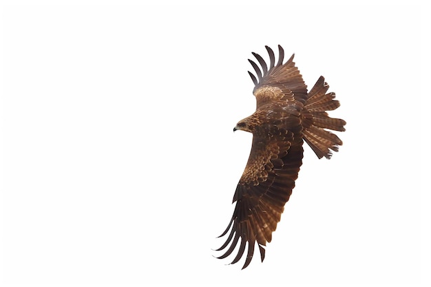 Bird of prey Black kite Milvus migrans flying isolated on a white background