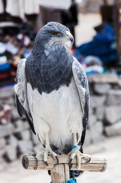 Bird of prey close up