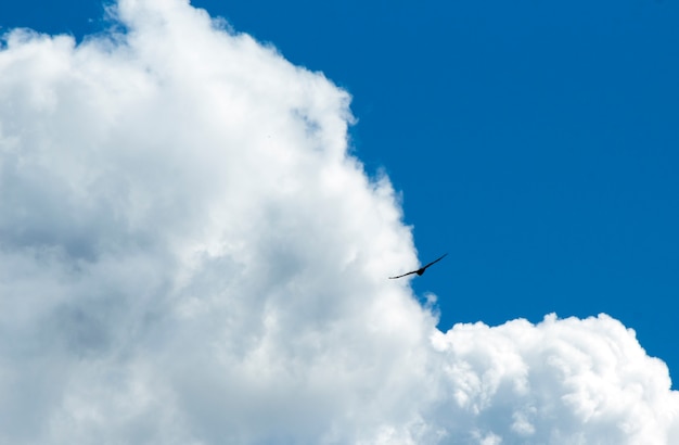 A bird of prey in the clouds in the blue sky.