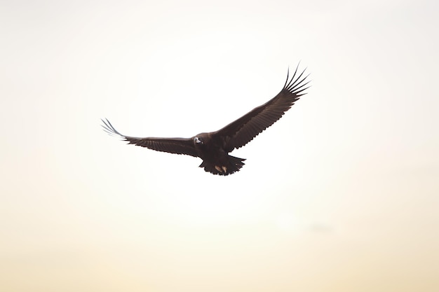 A bird of prey that slowly soars through the skies with its large wingspan spread the eagle searche