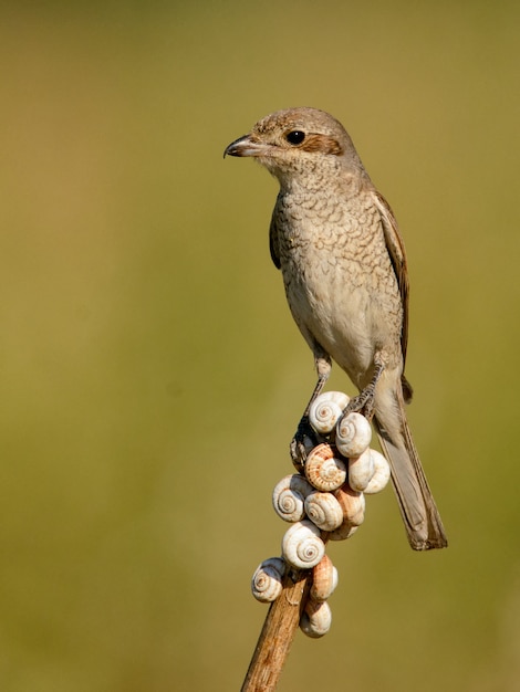 Bird Red-backed Shrike Lanius collurio