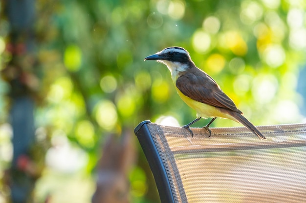 Bird resting on a tree