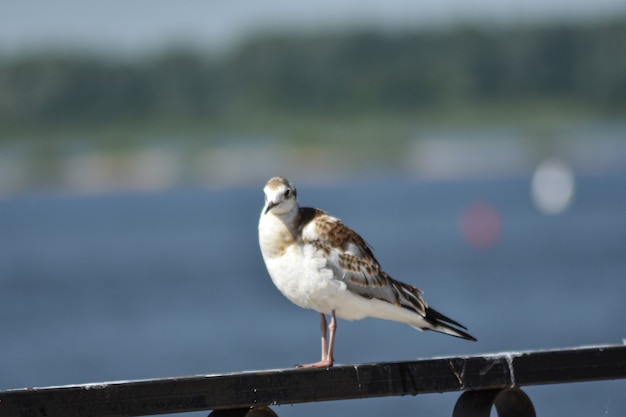 Bird on the river bank close-up