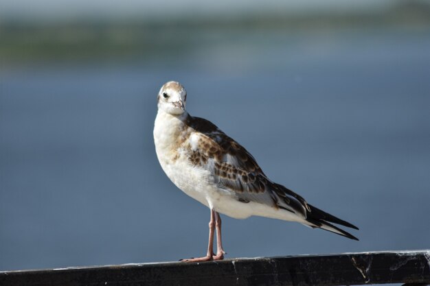 Bird on the river bank close-up