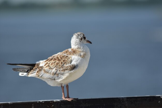 Bird on the river bank close-up