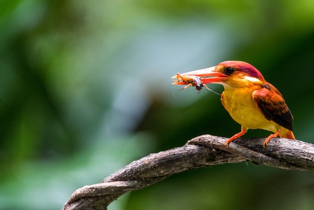 bird Rufous backed Dwarf Kingfisher eating an insect