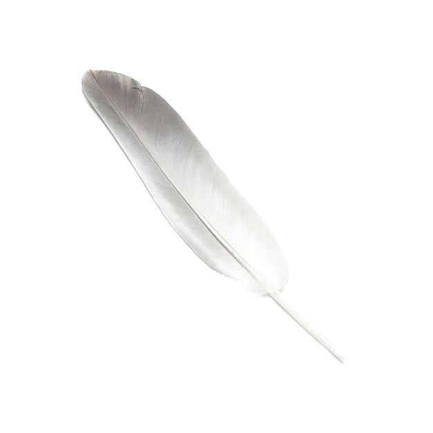 Bird's feather isolated on the white surface