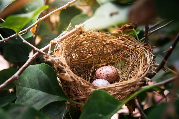 A bird's nest on a branch with Easter eggs for Easterbird nest with 2 eggs inside on branch of tree