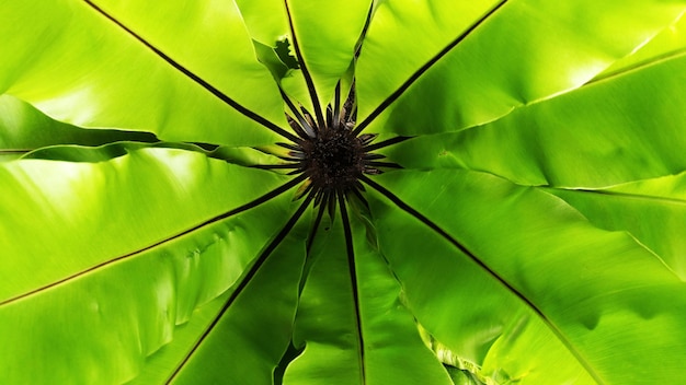 Bird's nest fern tropical green leaf contrast