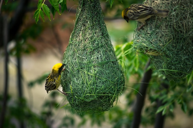 A bird's nest is hanging from a tree and the bird is hanging from it.