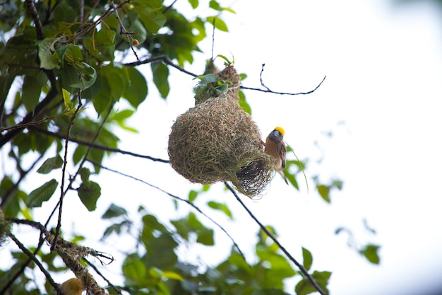 A bird's nest is hanging from a tree and the sky is white.