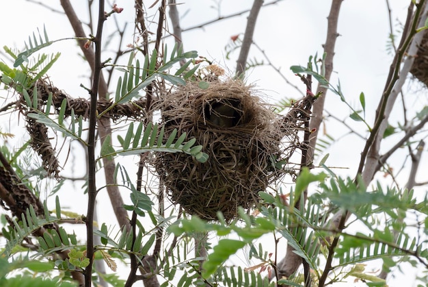 Bird's nest on top of tree