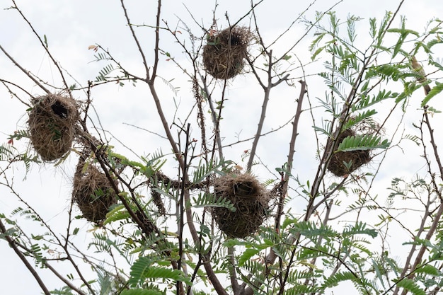 Bird's nest on top of tree