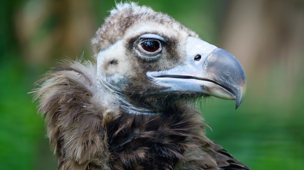 Bird scavenger vulture