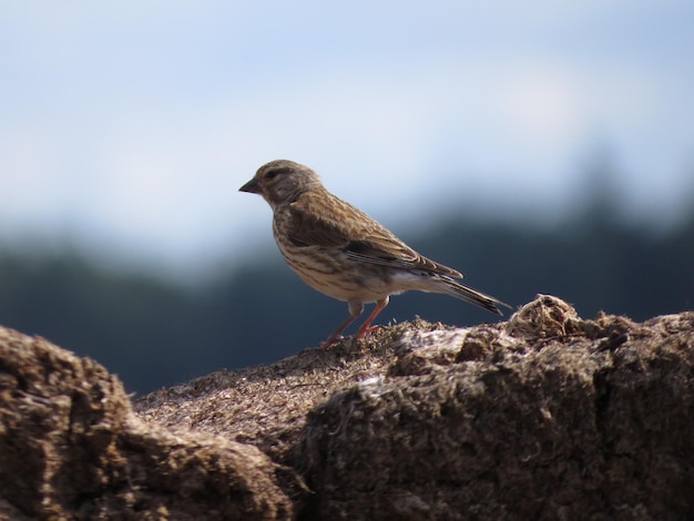 Bird on a scenic background