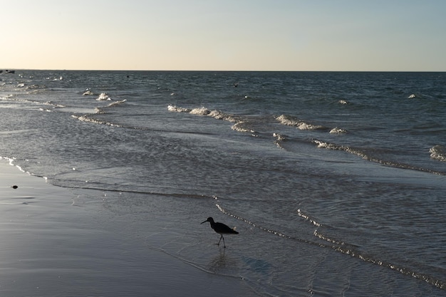 Bird on the shore of the beautiful beach of Holbox in Mexico