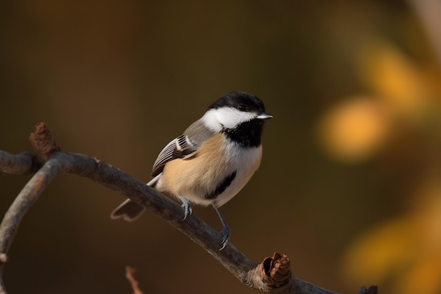 A bird sits on a branch in the fall.