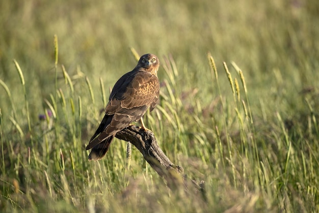 A bird sits on a branch in a field of tall grass.