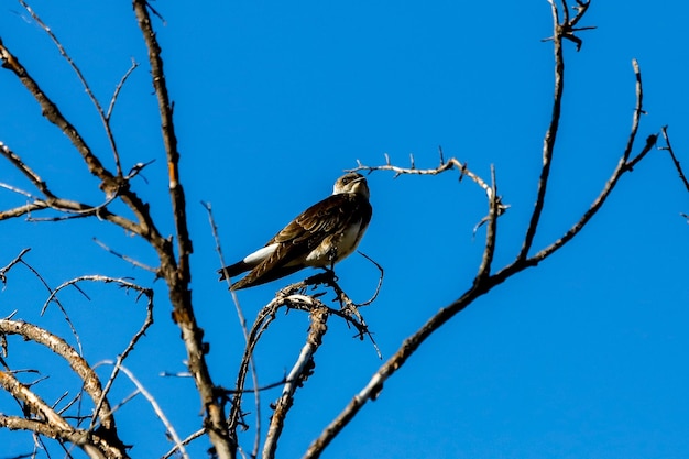 A bird sits on a branch in a tree with a blue sky behind it.