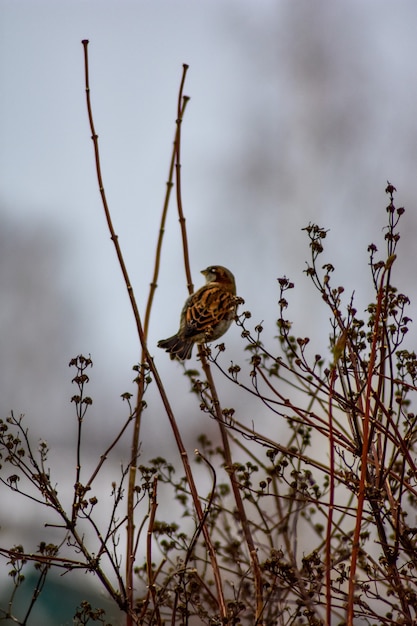 Bird sits on a branch in winter