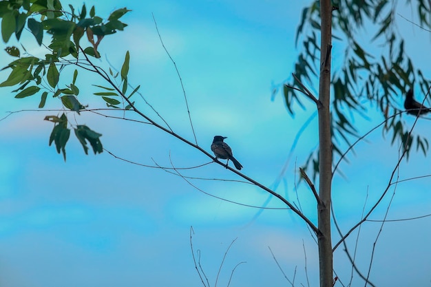 A bird sits on a branch with leaves on it