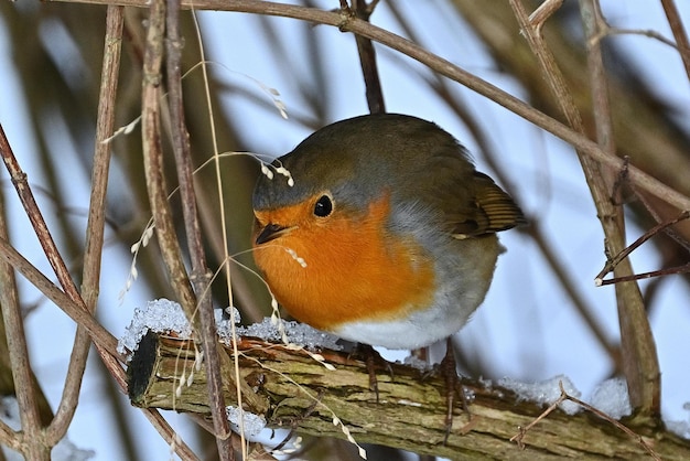 A bird sits on a branch with snow on it