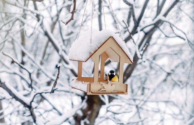 A bird sits on a handmade feeder with crumbs and nuts, winter scene