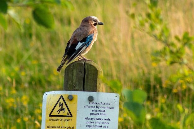 Photo a bird sits on a post with a sign that says danger of overhead cables