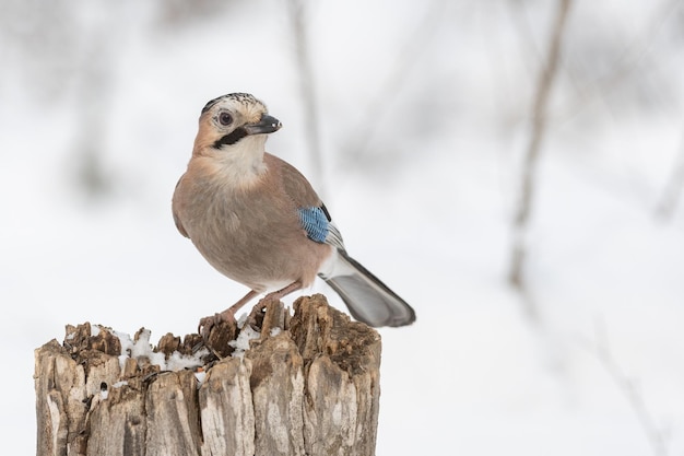 A bird sits on a stump in a winter forest