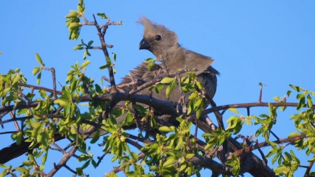 A bird sits on a tree branch with a blue sky in the background.