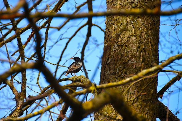 A bird sits on a tree branch