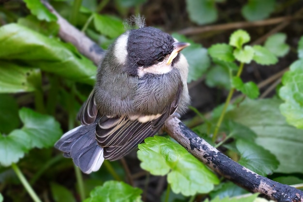 Bird sitting on a branch in a tree