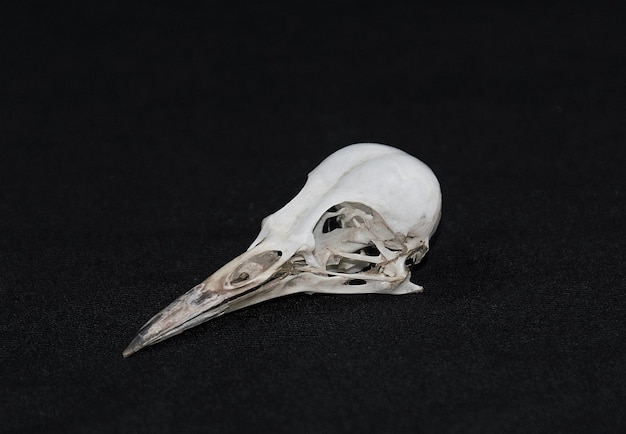 A bird skull