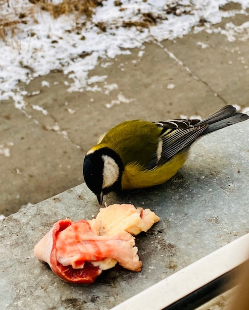 a bird in the snow eats meat