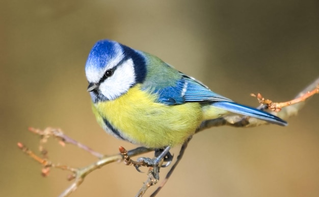 bird songbird sitting on branch in nature Small bird with blue wings and yellow belly resting on bough Colorful songbird in autumn Blue Tit great tit wildlife photography beautiful songbird