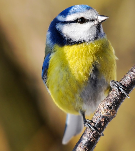 bird songbird sitting on branch in nature Small bird with blue wings and yellow belly resting on bough Colorful songbird in autumn Blue Tit great tit wildlife photography beautiful songbird