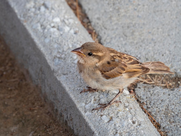 Bird sparrow Passer domesticus  close-up