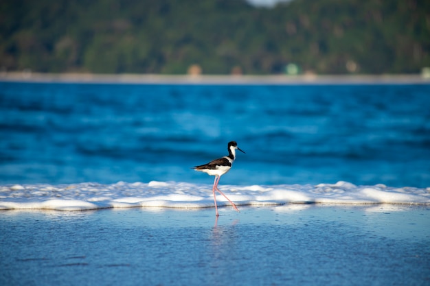 Bird Stilt looking for food on Campeche beach Florianópolis