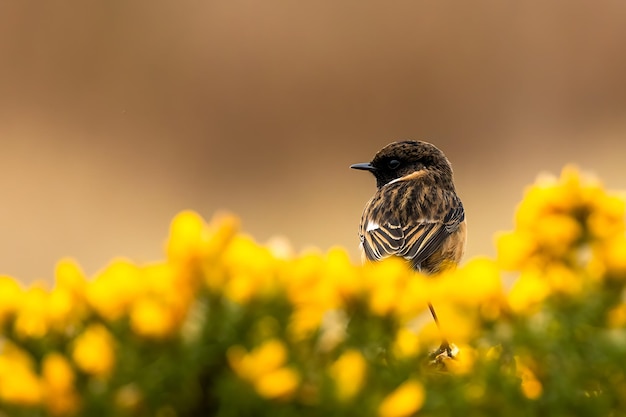 Bird Stonechat bird perched on beautiful yellow and green gorse