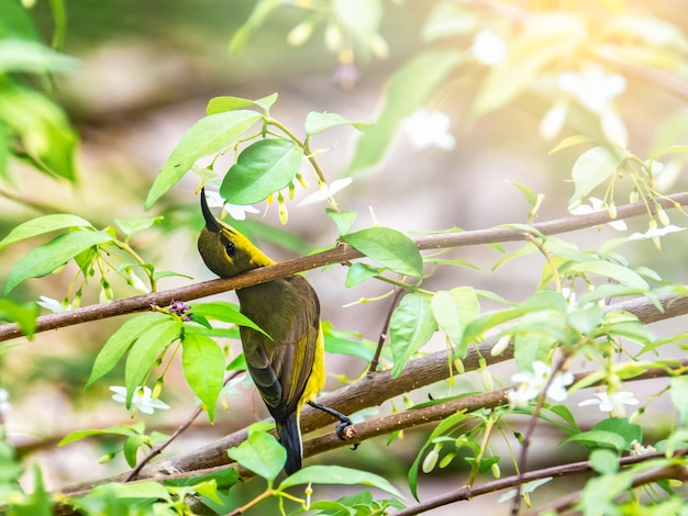 Bird sucking nectar in pollen flower