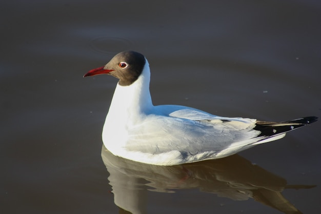 Bird swimming on river