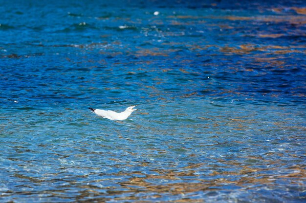 Bird swimming in sea