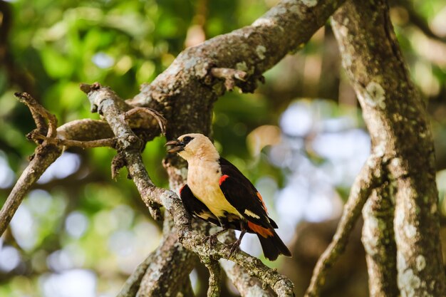 Bird on a tree. Hangbird. Tarangire, Tanzania