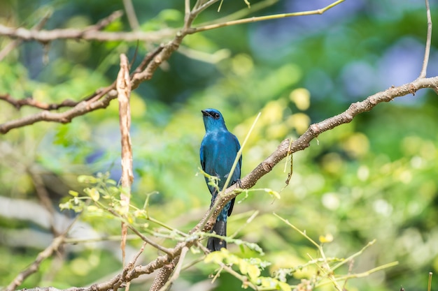 Bird (Verditer Flycatcher, Eumyias thalassinus) blue on all areas of the body